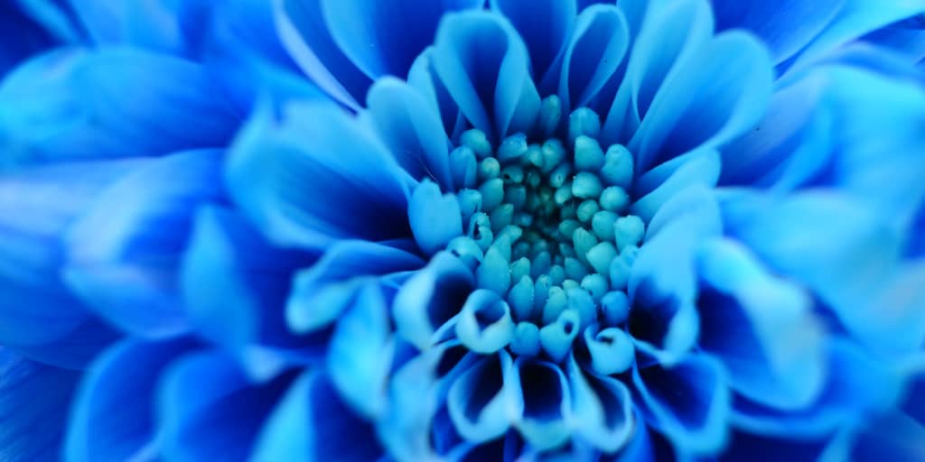 Superterranean-Sapphire-Blues_Photo by Daniel Minárik on Unsplash