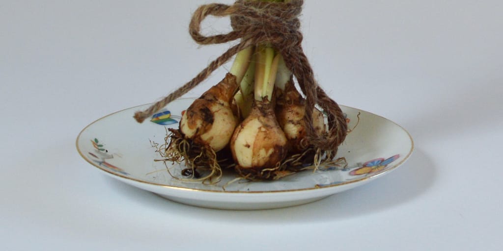 Splinter. Photo by marianne bos on Unsplash. Shows iris bulbs on a china saucer.