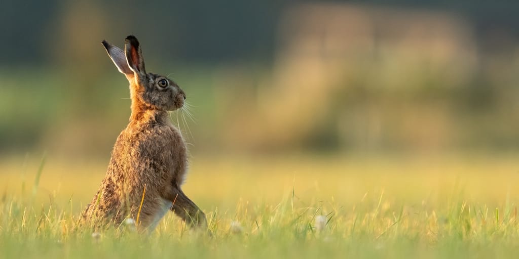 First Catch Your Hare - Sharon Telfer - Reflex Press