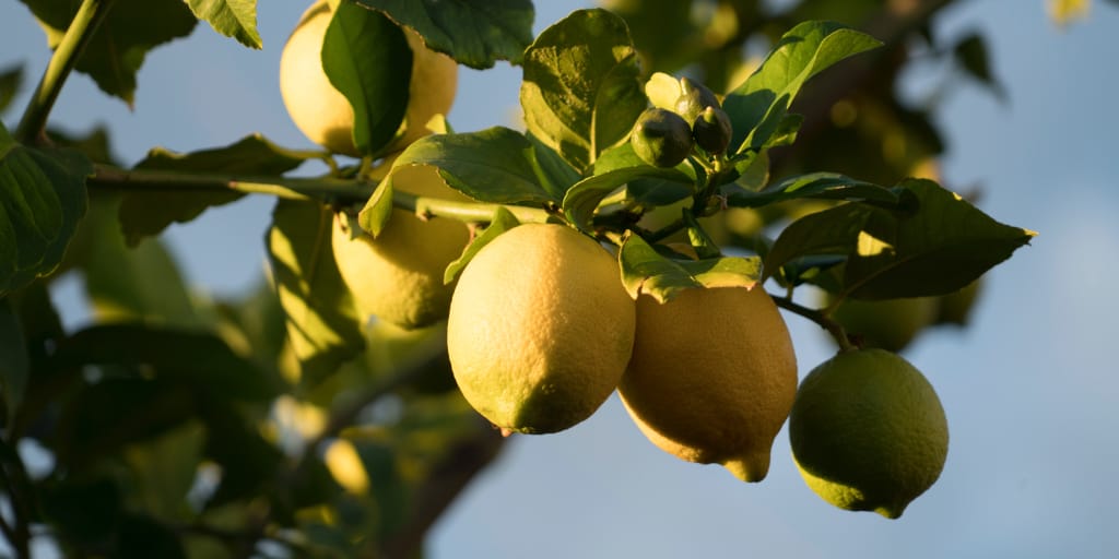 Hesperidium. Photo by Steve Doig on Unsplash. Shows lemons growing on a tree.