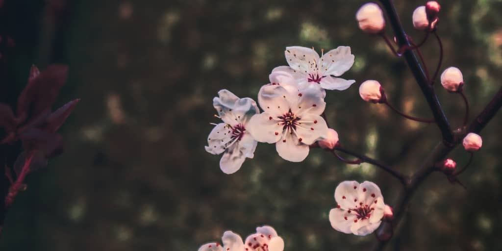 What Grief Is. Photo by K. Mitch Hodge on Unsplash. Pale pink cherry blossom against a dark background.