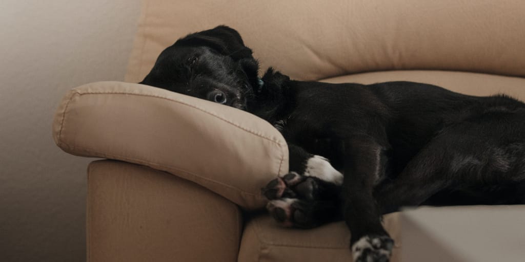 Barking Mad. Photo by Sergio Rodriguez - Portugues del Olmo on Unsplash. Shows a large black dog lying on a beige couch.