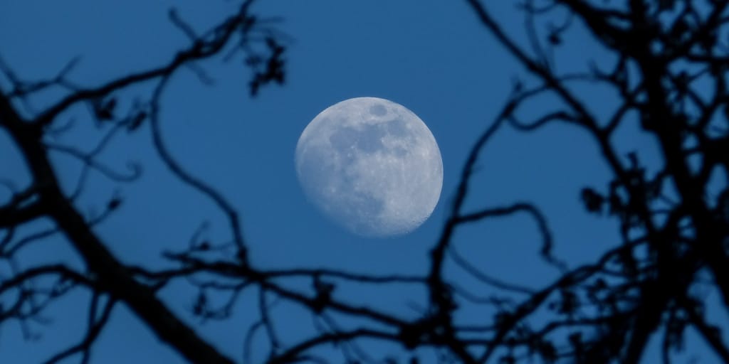 Apple Picking. Photo by Kym MacKinnon on Unsplash. Image of moon seen through tree branches.