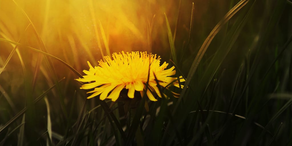 Dandelion Coffee. Photo by Natalia Luchanko on Unsplash shows a close up of a sunlit dandelion in grass.