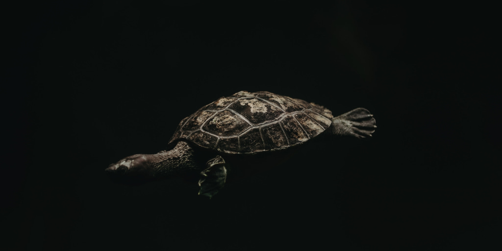 Plan A. Photo by Jason Holland on Unsplash. Shows a small turtle swimming in darkness.