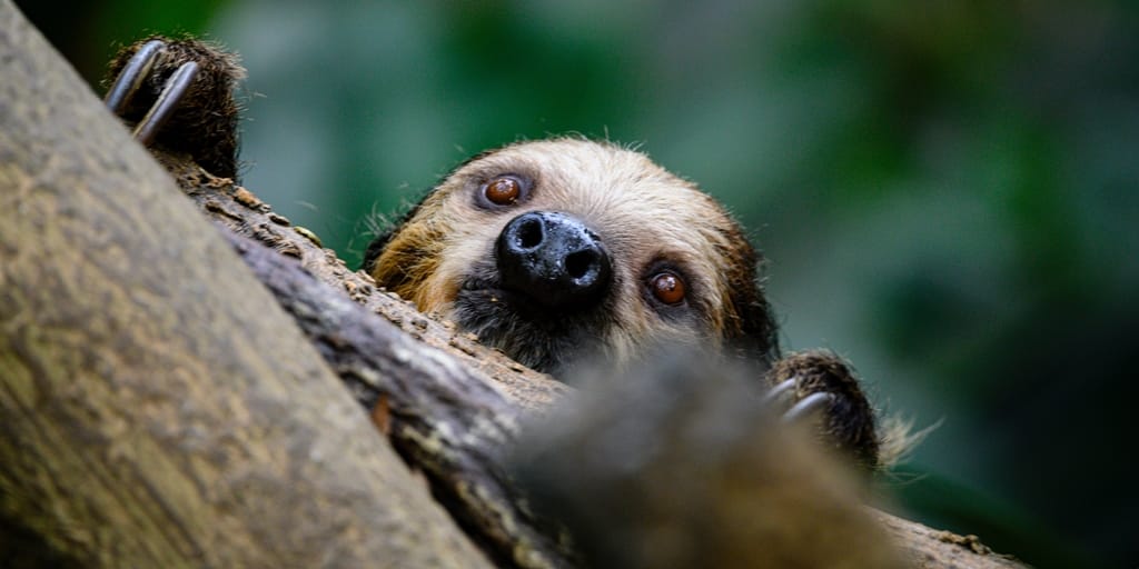 Lesser Known Facts About Sloths - Hannah Storm - Reflex Press