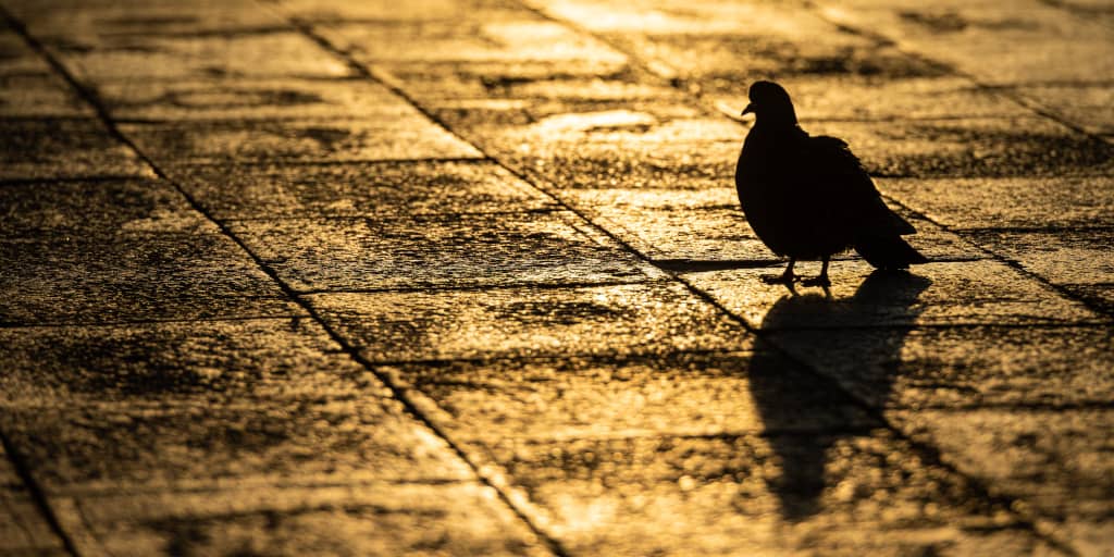 6WingBox_Photo by Birger Strahl on Unsplash. Shows a pigeon silhouetted on a street lit by golden light.