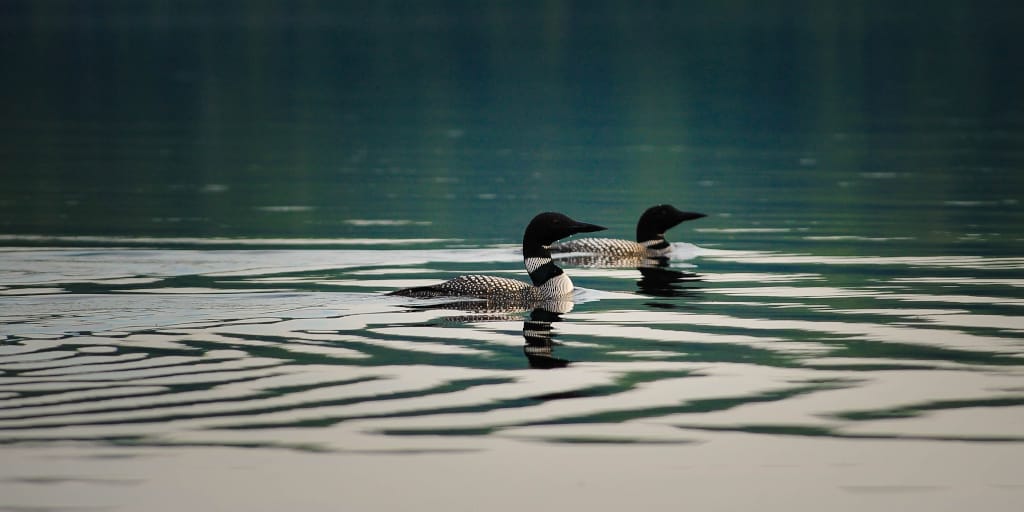 Autumn Quartet. Photo by Clark Young on Unsplash_Shows two loons (birds) on a lake