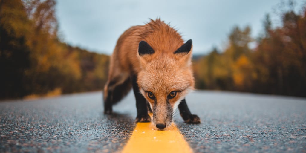 No Woman with Ghosts. Photo by Erik Mclean on Unsplash. Shows a fox on a road sniffing a yellow painted line.
