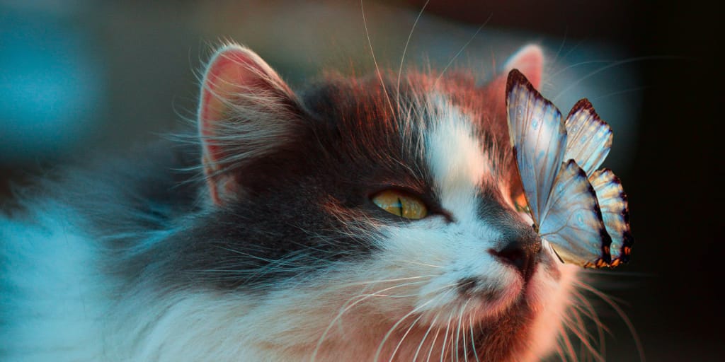 The things I found out about cats_Photo by Karina Vorozheeva on Unsplash_crop