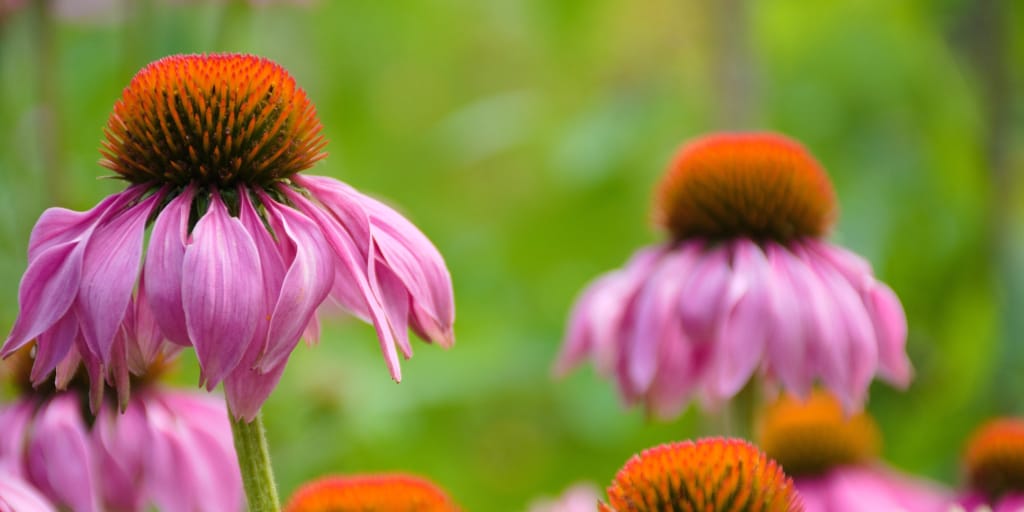 My Brother's Garden_Photo by Stephan H. on Unsplash_Shows purple coneflowers.