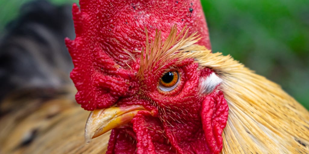 That Rooster. Photo by Arib Neko on Unsplash. Shows close-crop of rooster with crimson comb.