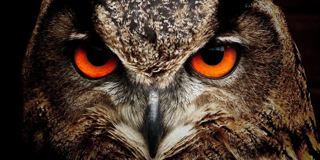 What We Talk About When We Talk About Owls - Judy Darley - Reflex Press