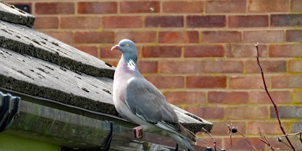 Gutter Press. Photo by Ace Gamer on Unsplash. Shows pigeon sitting in a gutter.