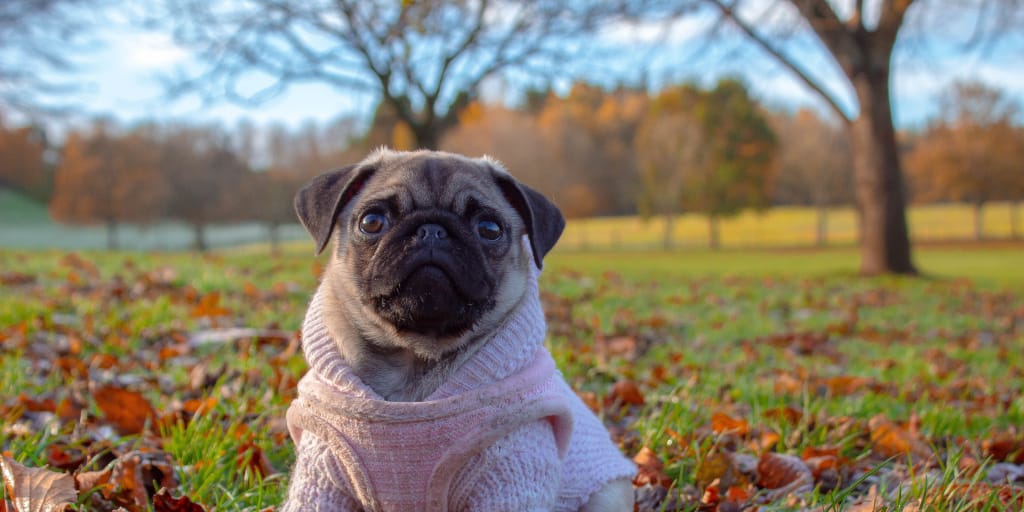 An Expectation of Pink. Photo by Ashleigh Robertson on Unsplash. Shows pug in pink knitted dog-coat.