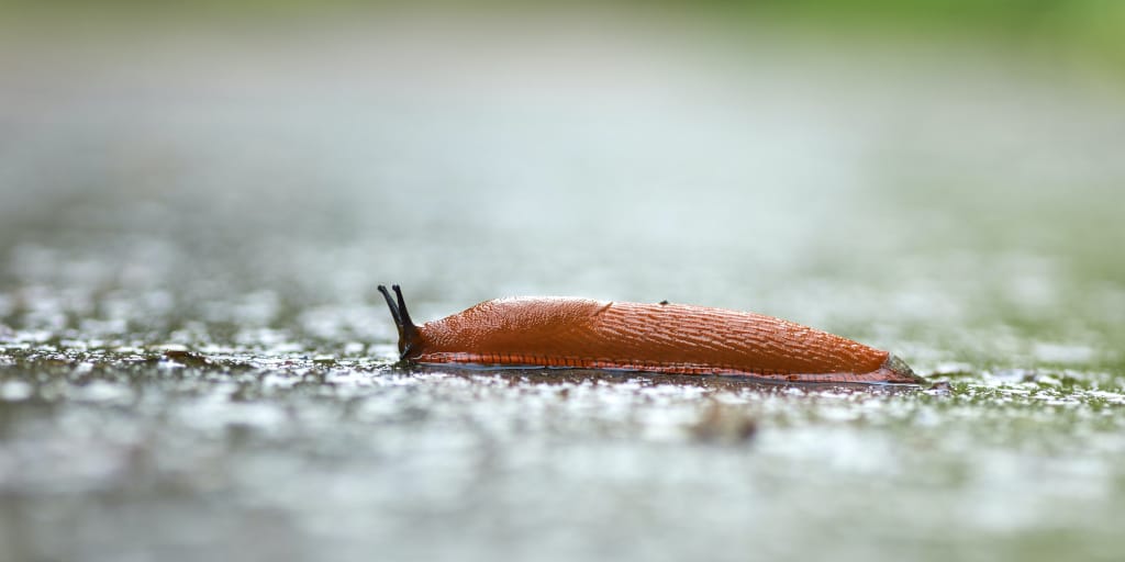 Slugs in Designer Colours. Photo by Wolfgang Hasselmann on Unsplash. Shows an orange slug on a road.