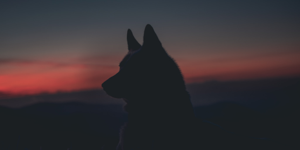 Wolf Island. Photo by Marek Szturc on Unsplash. Shows a wolf silhouetted against a sunset.