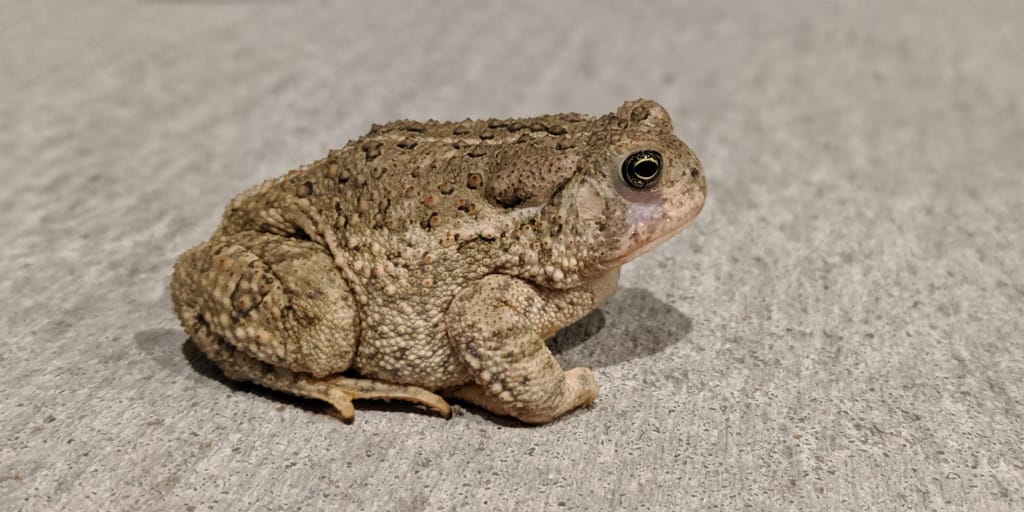 The Language of Toads_Photo of toad by Chris McQueen on Unsplash.