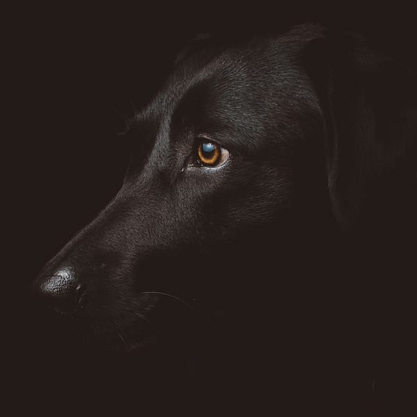 The Dog Husband - Rose McDonagh - Reflex Press